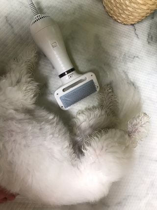 아베크 펫 강아지 고양이 애견 에어 브러쉬 드라이기 올인원 — 4.5점을 준 리뷰어가 2021년 7월 올린 사용 사진