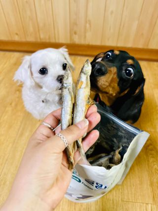 [펫시밀] 원물그대로 영양듬뿍 동결건조 왕북어트릿300g,왕치킨트릿400g,열빙어트릿300g 대용량 간식 — 5점을 준 리뷰어가 2023년 5월 올린 사용 사진