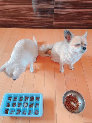 씨디랩 속이 편한 강아지 사료 소프트발란스 기호성 좋은 발효사료 피부와 위장 관절과 위장 — 5점을 준 리뷰어가 2021년 3월 올린 사용 사진