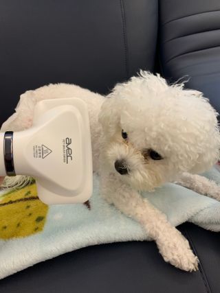 아베크 펫 강아지 고양이 애견 에어 브러쉬 드라이기 올인원 — 5점을 준 리뷰어가 2021년 7월 올린 사용 사진