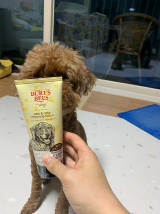 버츠비 케어플러스 릴리빙포앤노즈로션 — 5점을 준 리뷰어가 2021년 4월 올린 사용 사진