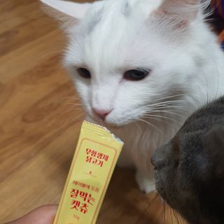 페페로니 잘 먹는 캣츄 - 무항생제 닭고기 12개 + 알래스카 연어 12개 — 5점을 준 리뷰어가 2021년 8월 올린 사용 사진