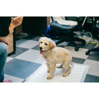 아베크 펫 와이드 프리미엄 대형 애견 강아지 배변 패드 30매 1팩 80g — 4점을 준 리뷰어가 2021년 7월 올린 사용 사진