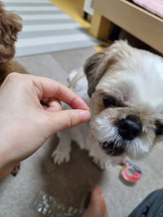 My Pet Care 천연단백질 눈건강에 개좋아 — 5점을 준 리뷰어가 2021년 3월 올린 사용 사진