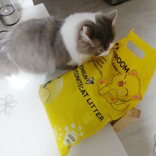 겟플렉스 켓플렉스 캣츠룸BS-1 고양이모래 4kg — 5점을 준 리뷰어가 2021년 3월 올린 사용 사진