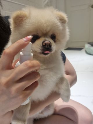 [댕모어 클리너 3종] 아이클리너 / 이어클리너 / 덴탈클리너 3종 세트 (120ml) — 5점을 준 리뷰어가 2023년 9월 올린 사용 사진