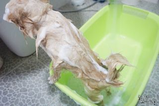마리앤루이펫샴푸 [mari and louie pet shampoo] — 4점을 준 리뷰어가 2021년 7월 올린 사용 사진