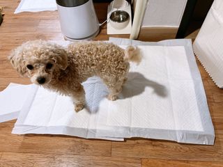 유타미양님이 올린 리뷰 사진 1