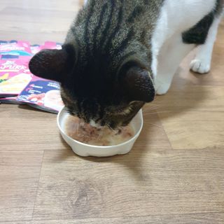 비타크래프트 고양이 수프 50g 3가지맛 x4팩씩 총 12팩 — 5점을 준 리뷰어가 2021년 8월 올린 사용 사진