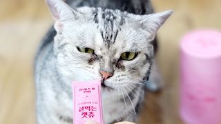 페페로니 잘 먹는 캣츄 - 알래스카 연어 24개입 — 5점을 준 리뷰어가 2021년 7월 올린 사용 사진