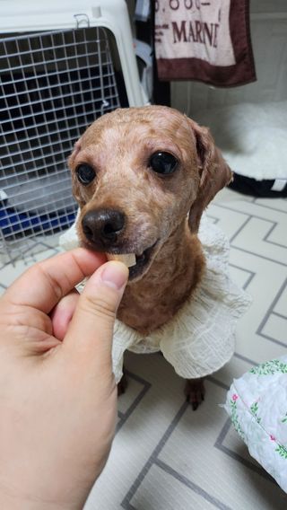 [펫시밀] 원물그대로 영양듬뿍 진공동결건조 북어트릿75g,치킨트릿100g,연어트릿75g 강아지 고양이 간식 — 5점을 준 리뷰어가 2023년 6월 올린 사용 사진