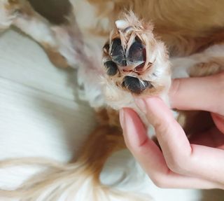 버츠비 케어플러스 릴리빙포앤노즈로션 — 5점을 준 리뷰어가 2021년 4월 올린 사용 사진