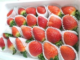 옳음 딸기 논산 설향 딸기 900g 산지직송 — 5점을 준 리뷰어가 2021년 1월 올린 사용 사진
