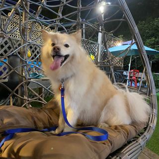 베이컨박스 [BACON] 고아웃클럽 이지그립 리드줄, 목줄 세트-BLUE — 5점을 준 리뷰어가 2021년 7월 올린 사용 사진