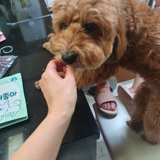 My Pet Care 천연단백질 눈건강에 개좋아 — 5점을 준 리뷰어가 2021년 1월 올린 사용 사진