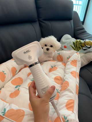 아베크 펫 강아지 고양이 애견 에어 브러쉬 드라이기 올인원 — 5점을 준 리뷰어가 2021년 7월 올린 사용 사진