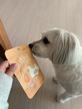 도그퓨어 푸드닭 강아지 닭고기 통살 애견간식 오리지널/차전자피/초록입홍합 — 5점을 준 리뷰어가 2021년 10월 올린 사용 사진