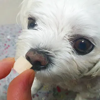[펫시밀] 원물그대로 영양듬뿍 진공동결건조 북어트릿75g,치킨트릿100g,연어트릿75g 강아지 고양이 간식 — 5점을 준 리뷰어가 2023년 5월 올린 사용 사진