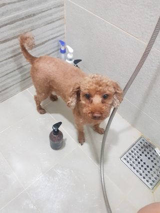 마리앤루이펫샴푸 [mari and louie pet shampoo] — 5점을 준 리뷰어가 2021년 5월 올린 사용 사진