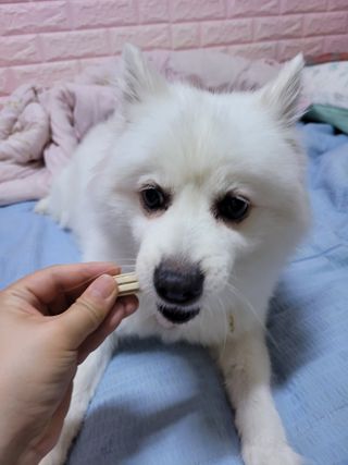 페페로니 클린플러스 덴탈오리껌 10g x 14p — 5점을 준 리뷰어가 2021년 7월 올린 사용 사진