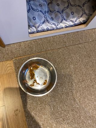 비타크래프트 조에시 하트캔 85g 강아지 습식캔 10캔 — 5점을 준 리뷰어가 2021년 10월 올린 사용 사진