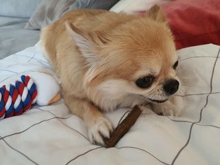 My Pet Care 천연단백질 치아건강에 개좋아 — 5점을 준 리뷰어가 2021년 1월 올린 사용 사진