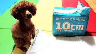 아베크 펫 와이드 프리미엄 대형 애견 강아지 배변 패드 30매 1팩 80g — 5점을 준 리뷰어가 2021년 7월 올린 사용 사진