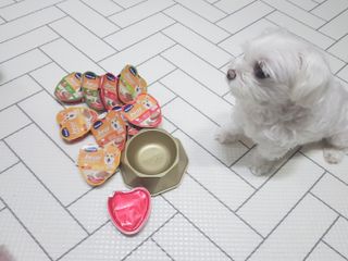 비타크래프트 조에시 하트캔 85g 강아지 습식캔 10캔 — 5점을 준 리뷰어가 2021년 8월 올린 사용 사진