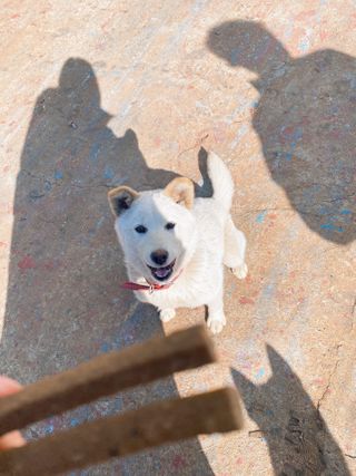 My Pet Care 천연단백질 치아건강에 개좋아 — 5점을 준 리뷰어가 2021년 1월 올린 사용 사진
