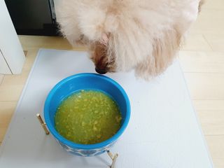 베이컨박스 [BACON] 강아지 수제간식 간편 동결건조 스튜 2종 - 황태, 초록 홍합 — 3.5점을 준 리뷰어가 2021년 1월 올린 사용 사진