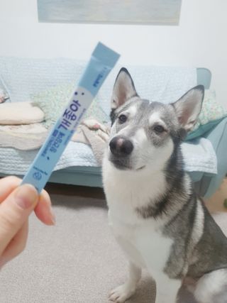My Pet Care 장건강에 개좋아 — 5점을 준 리뷰어가 2021년 2월 올린 사용 사진