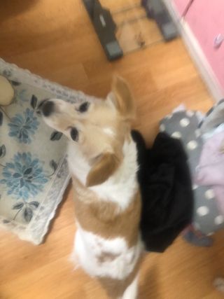 My Pet Care 천연단백질 눈건강에 개좋아 — 5점을 준 리뷰어가 2021년 1월 올린 사용 사진