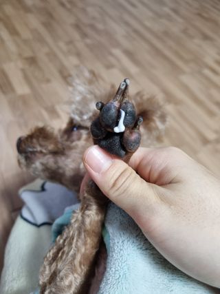 [자유펫] 시코니딘 고양이 강아지 피부 보습 연고 20g — 3.5점을 준 리뷰어가 2021년 11월 올린 사용 사진