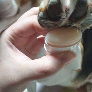[레드허니밤]자유펫 고양이 강아지 발바닥 밤 14g — 5점을 준 리뷰어가 2021년 10월 올린 사용 사진
