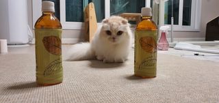 소담스퀘어 상암 제로카페인x제로칼로리 제주 유기농 유이크 구아바잎차 500ml x 6개입 (1박스) — 5점을 준 리뷰어가 2022년 11월 올린 사용 사진
