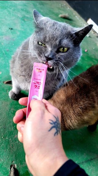페페로니 잘 먹는 캣츄 - 알래스카 연어 24개입 — 5점을 준 리뷰어가 2021년 9월 올린 사용 사진