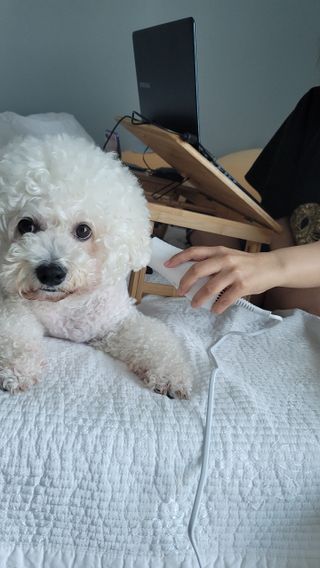 아베크 펫 강아지 고양이 애견 에어 브러쉬 드라이기 올인원 — 5점을 준 리뷰어가 2021년 7월 올린 사용 사진