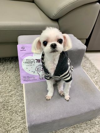 My Pet Care 천연단백질 치아건강에 개좋아 — 5점을 준 리뷰어가 2021년 1월 올린 사용 사진