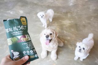 [푸디웜] 라포그  리얼인섹트 웨이트밸런스 저알러지 강아지 사료  1.2KG — 5점을 준 리뷰어가 2021년 7월 올린 사용 사진