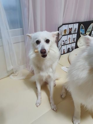 페페로니 클린플러스 덴탈치킨껌 10g x 14p — 5점을 준 리뷰어가 2021년 7월 올린 사용 사진