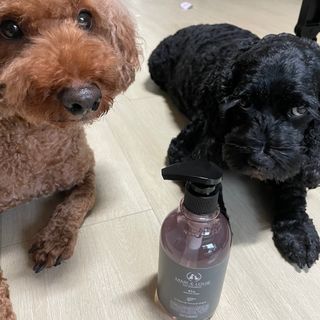 마리앤루이펫샴푸 [mari and louie pet shampoo] — 5점을 준 리뷰어가 2021년 7월 올린 사용 사진