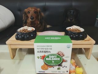 씨디랩 속이 편한 강아지 사료 소프트발란스 기호성 좋은 발효사료 피부와 위장 관절과 위장 — 5점을 준 리뷰어가 2021년 3월 올린 사용 사진