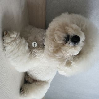 컴바이유 써지컬 각인 키링 [반려동물 인식표, 커플 키링, 가족 키링] — 5점을 준 리뷰어가 2022년 3월 올린 사용 사진
