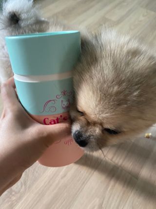 페페로니 잘 먹는 캣츄 - 무항생제 닭고기 12개 + 알래스카 연어 12개 — 5점을 준 리뷰어가 2021년 7월 올린 사용 사진