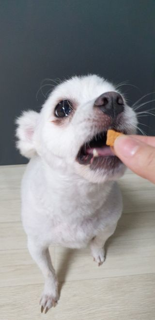 페페로니 진짜 오메가3 연어+소고기 180g+180g — 5점을 준 리뷰어가 2021년 7월 올린 사용 사진