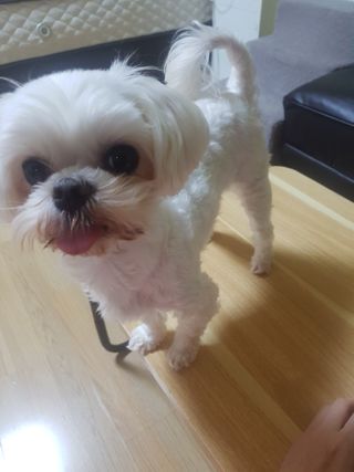 My Pet Care 천연단백질 치아건강에 개좋아 — 5점을 준 리뷰어가 2021년 2월 올린 사용 사진