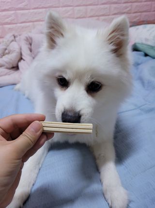 페페로니 클린플러스 덴탈오리껌 10g x 14p — 5점을 준 리뷰어가 2021년 7월 올린 사용 사진