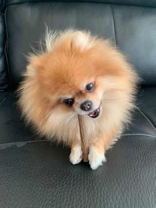 My Pet Care 천연단백질 치아건강에 개좋아 — 5점을 준 리뷰어가 2020년 12월 올린 사용 사진