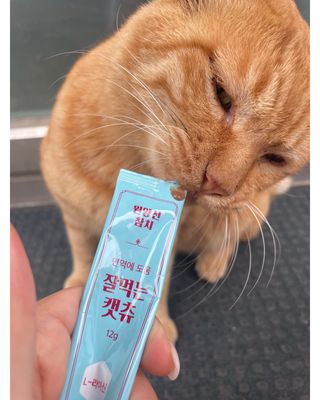 페페로니 잘 먹는 캣츄 - 원양선 참치 24개입 — 5점을 준 리뷰어가 2021년 8월 올린 사용 사진