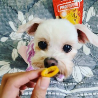 [보장균수5억] 건강한장 프로젝트 강아지간식 보스독 프로펍스트릿 170g 3종 — 5점을 준 리뷰어가 2020년 12월 올린 사용 사진